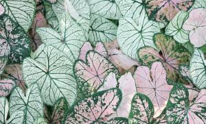 【教程】解决ollama安装或者更新网速慢的问题