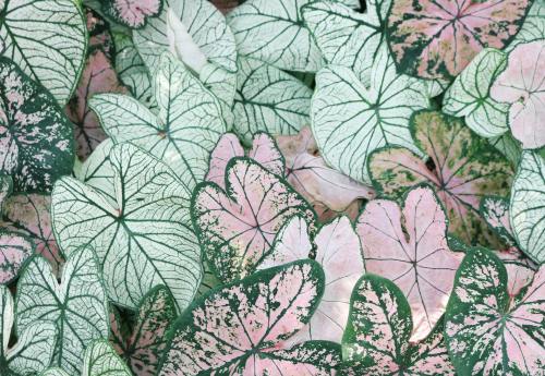 【教程】解决ollama安装或者更新网速慢的问题