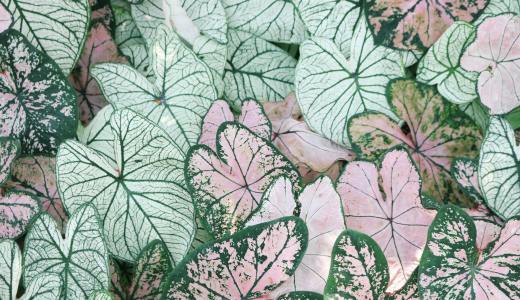 【教程】解决ollama安装或者更新网速慢的问题