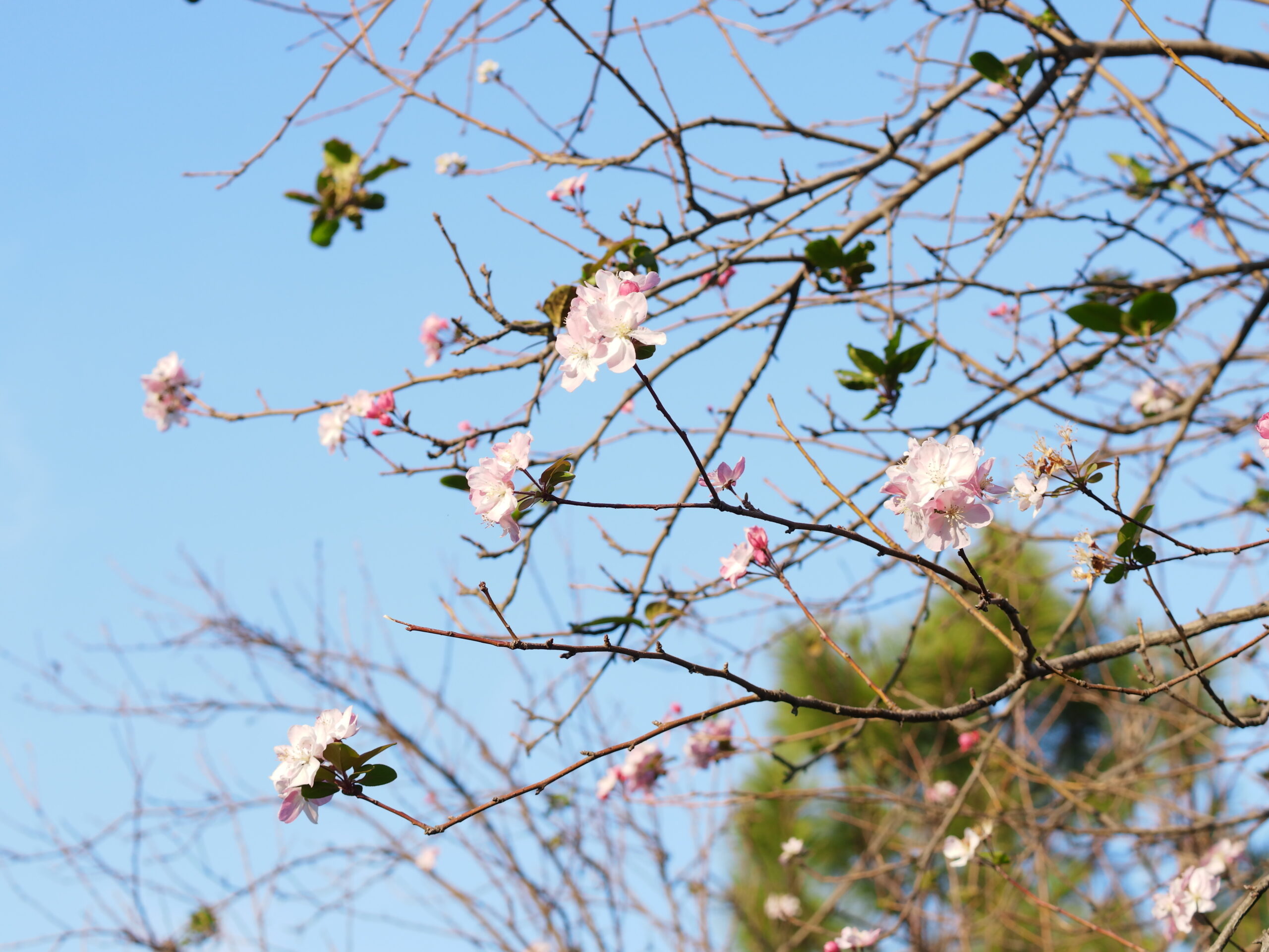 杭州湘湖惊现“蜂鸟”奇观，邂逅冬日精灵