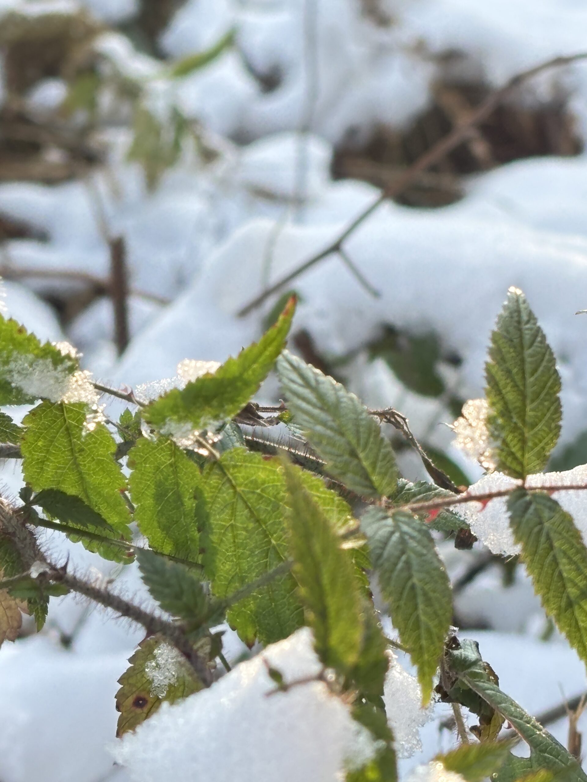 2026-杭州萧山同盘顶第一场雪 